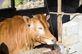 Bò điên - Hình ảnh minh họa